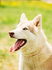 Image showing White Adult Siberian Husky Dog (Sibirsky husky) 