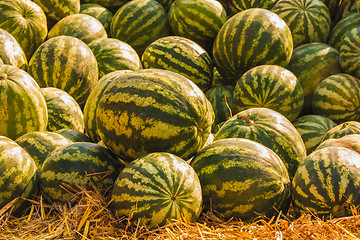 Image showing Watermelons