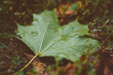 Image showing Water Drops On The Fresh Green Maple Leaf