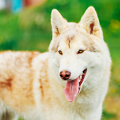 Image showing White Adult Siberian Husky Dog (Sibirsky husky) 