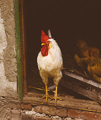 Image showing White Chicken Looking Out Of The Barn