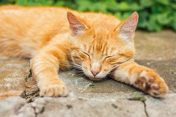 Image showing Young Red Kitten Sleeping