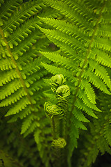 Image showing Young Fern Leaf.