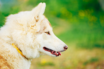 Image showing White Adult Siberian Husky Dog (Sibirsky husky) 