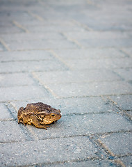 Image showing Toad