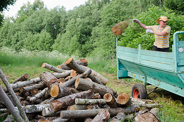 Image showing farmer man unload tree logs firewood from trailer 