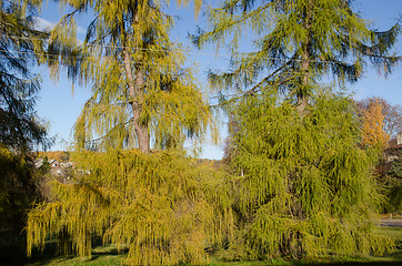 Image showing wide green branches larches autumn nature 