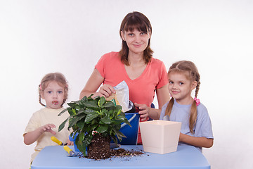 Image showing Family room flower transplants