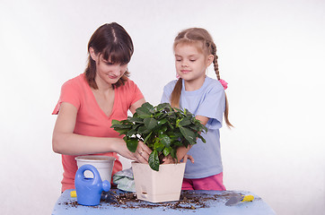 Image showing Mom and daughter put a houseplant in pot