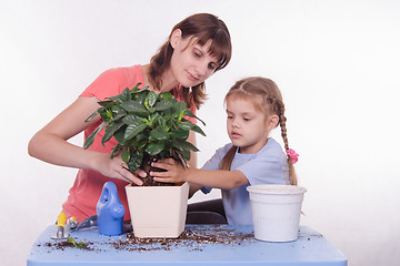 Image showing Mom and daughter flower transplanted from pot to other