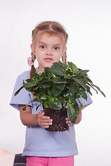 Image showing Child transplants houseplant