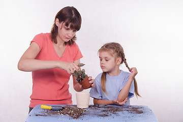 Image showing Mom and daughter flower transplanted from one pot to another