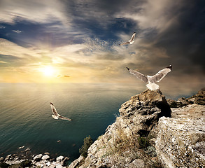 Image showing Seagulls and sunset