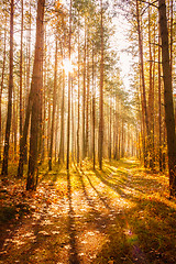 Image showing Colorful autumn trees in forest