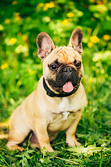 Image showing Dog French Bulldog