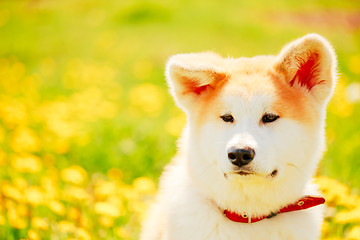 Image showing Akita Dog (Akita Inu, Japanese Akita)