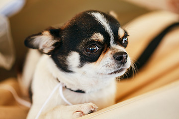 Image showing Chihuahua dog close up portrait