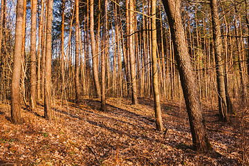 Image showing Beautiful Landscape. Spring Time Forest At Sunset