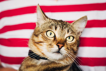 Image showing Close Up Portrait Tabby Male Kitten Cat