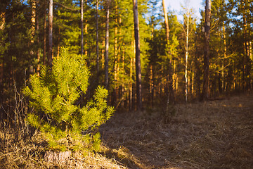 Image showing Beautiful Landscape. Spring Time Forest At Sunset