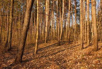 Image showing Beautiful Landscape. Spring Time Forest At Sunset