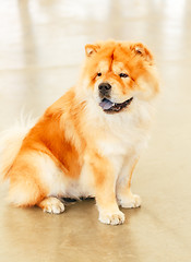 Image showing Brown Chines chow chow dog 