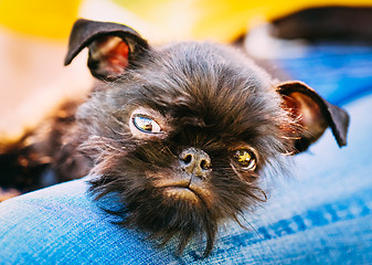 Image showing Black Dog Griffon Bruxellois (Brussels, Belge)