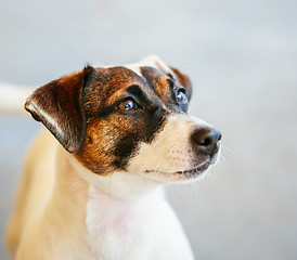 Image showing Dog jack russel terrier