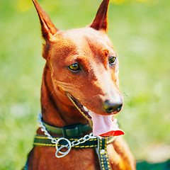 Image showing Close Up Brown Dog Miniature Pinscher Head