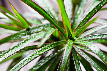 Image showing dracena marginata with water drops 