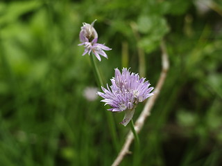 Image showing Purple flower