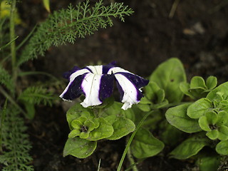 Image showing flower