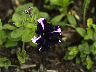 Image showing flower