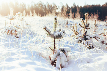 Image showing Winter Forest Landscape