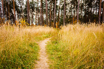 Image showing Road through a colorful forest in autumn 