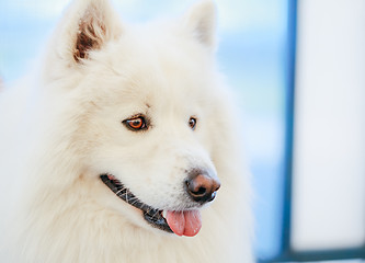 Image showing White Samoyed dog