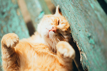 Image showing Red kitten cat sleeps on a bench in park