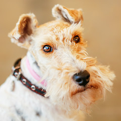 Image showing Wire Fox Terrier