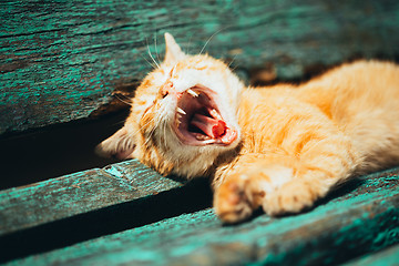 Image showing Red kitten cat sleeps on a bench in park