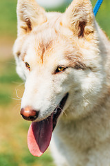 Image showing White Adult Siberian Husky Dog (Sibirsky husky) 