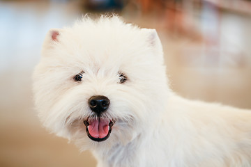 Image showing West Highland White Terrier dog 