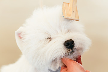 Image showing West Highland White Terrier dog 