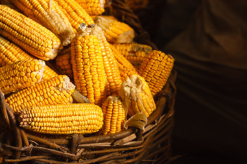 Image showing Fresh Corn