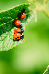 Image showing Macro shoot of potato bug on leaf