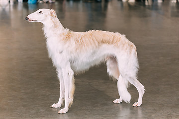 Image showing White Dog Russian Borzoi Wolfhound