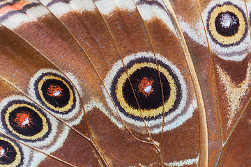 Image showing Detailed macro of tropical butterfly wing