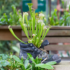 Image showing Pitcher plants in an old shoe