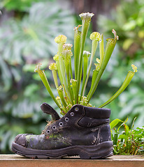 Image showing Pitcher plants in an old shoe