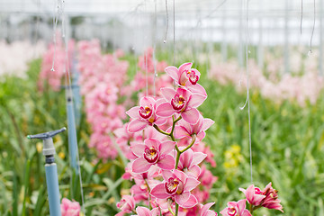 Image showing Purple butterfly orchids are cultivated in a commercial greenhou