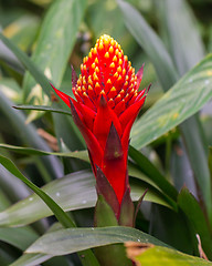 Image showing Red tropical flower